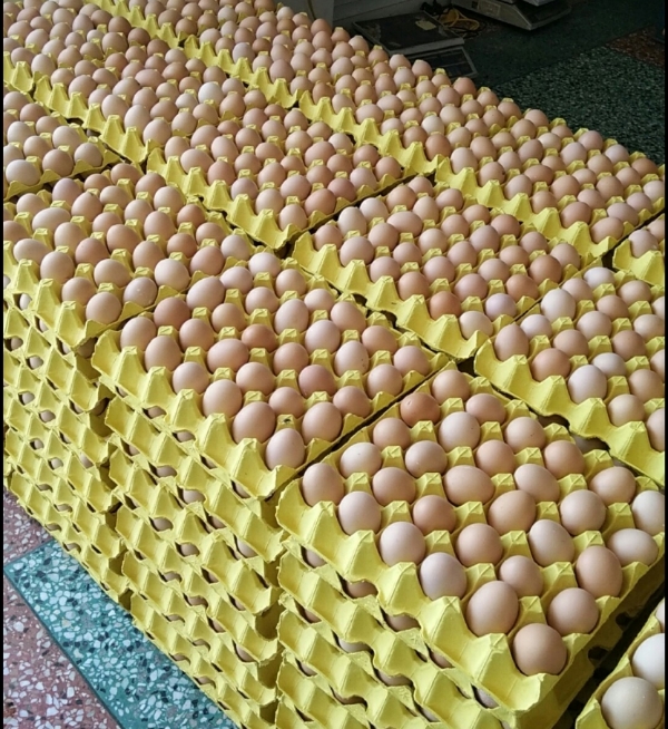 草鸡蛋长期供应360个/箱，厂家直发，可做全国