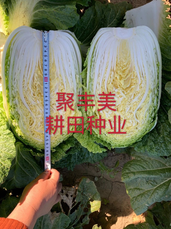 韩国进口黄心白菜种子秋季品种净菜456