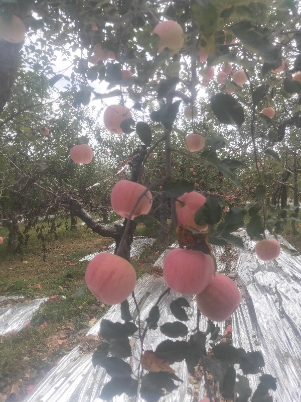 陕西省澄城县高山苹果大量出库，