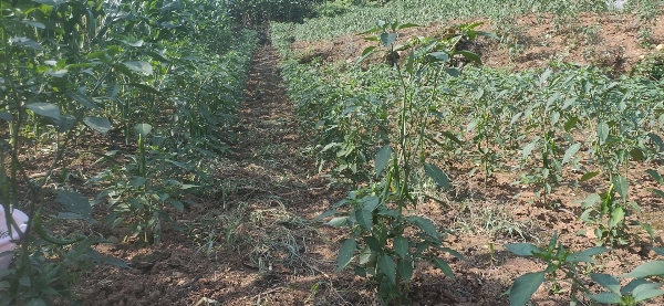 贵州万亩辣椒基地产地直销