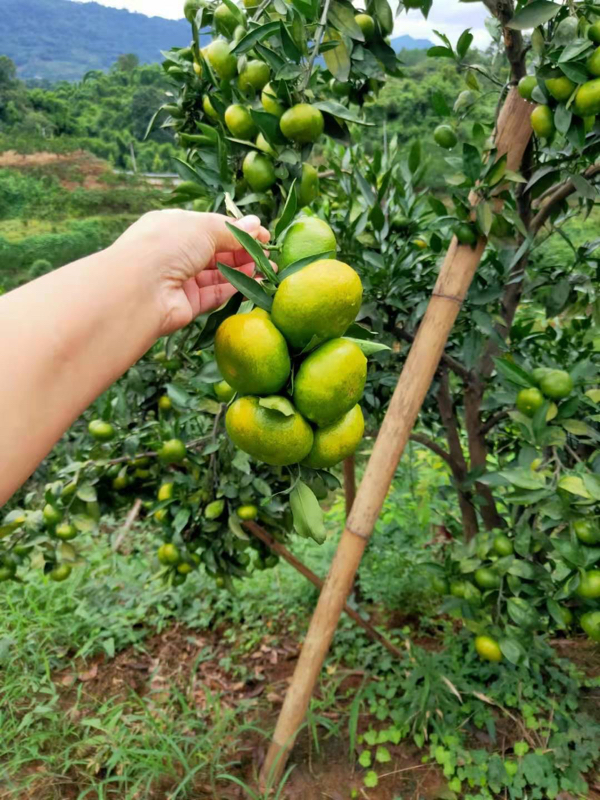 成都蒲江大分蜜橘，大量上市