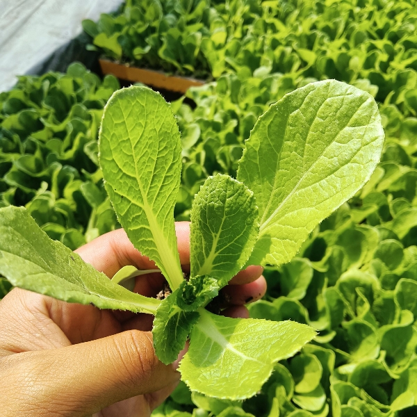 优质大白菜苗，常年出售欢迎选购。