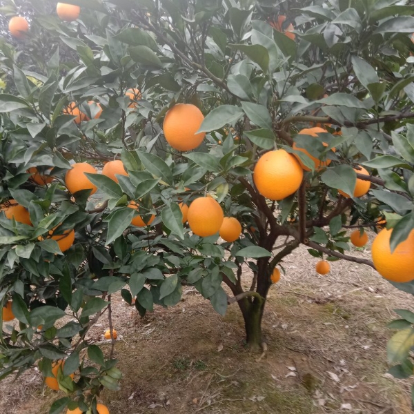 桂林全州纽荷尔脐橙，货源充足，价便宜，欢迎采购！