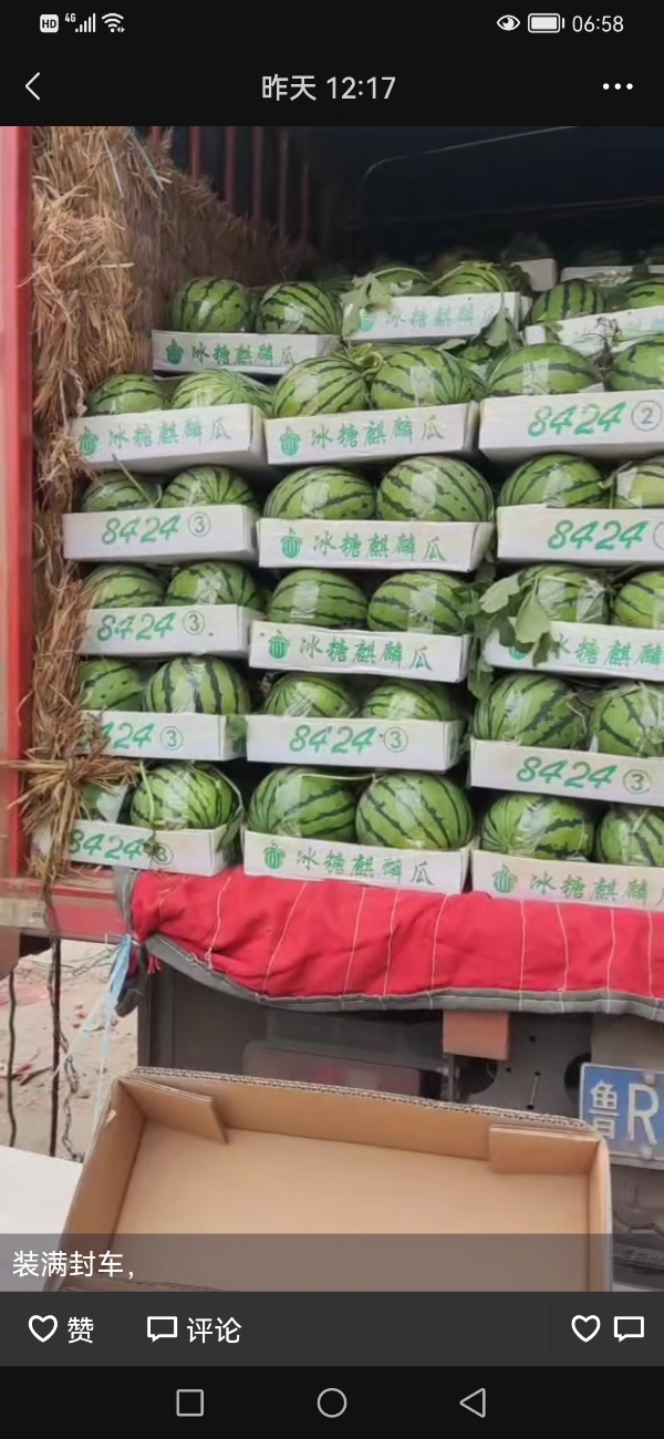 山东菏泽万亩大棚西瓜品种有8424 美都 甜王