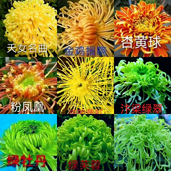 秋菊九月菊国庆菊食药茶饮菊，大中小型各色观赏菊苗