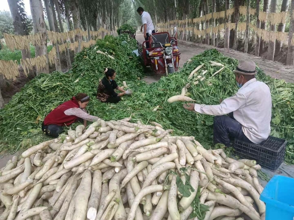 新疆莎车县恰尔巴格乡白萝卜产业基地