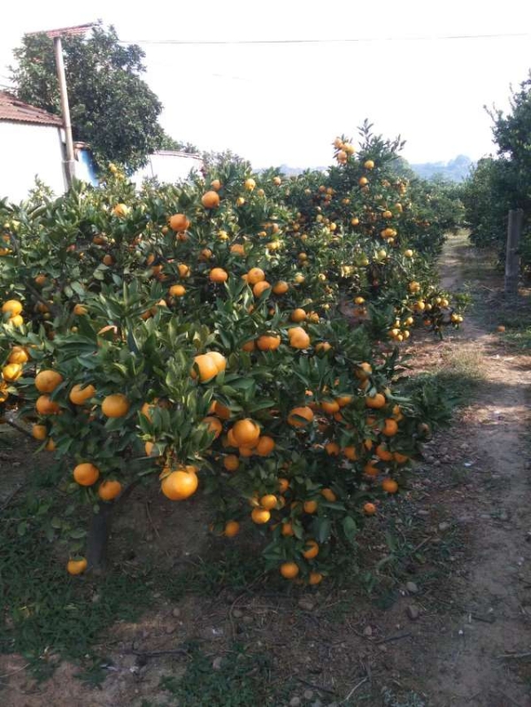 湖南省澧县复兴厂镇，柑橘大量主产区，有需要联系我，