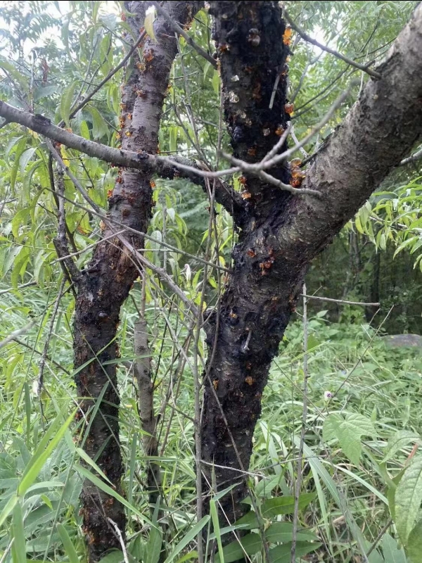 沂蒙山桃胶