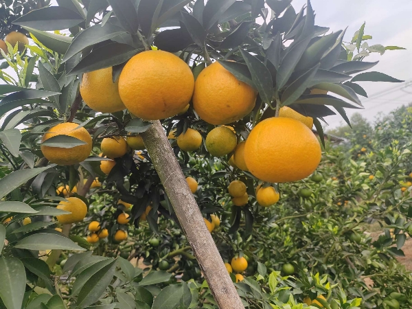 四川仁寿县
爱媛果冻橙