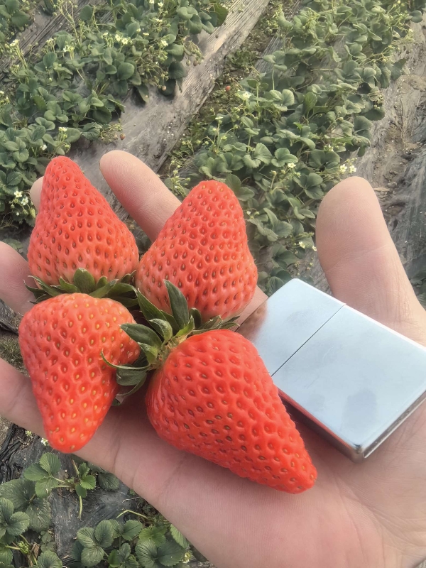 优质红颜草莓安徽产地直发。