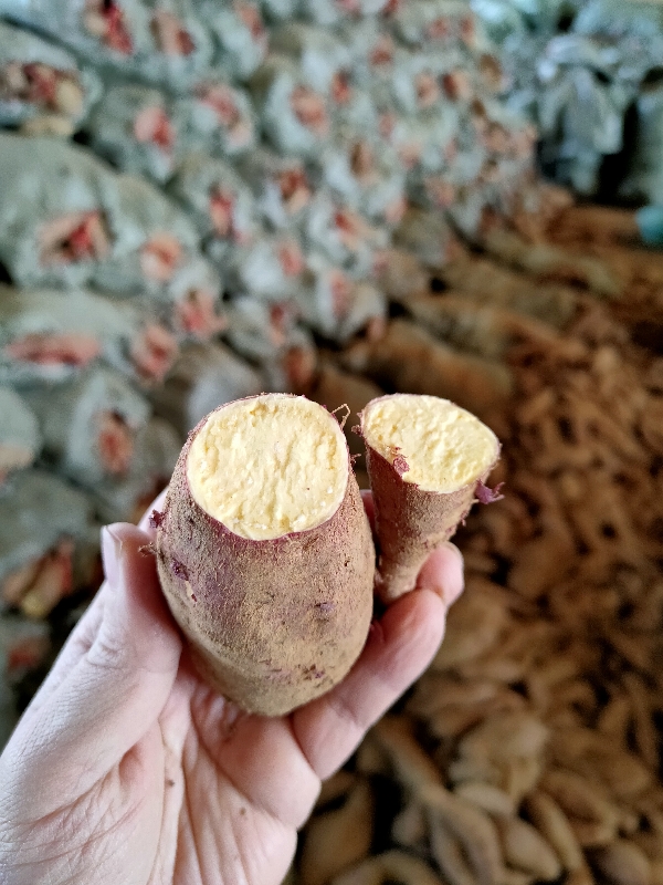 板栗薯济薯26山东临沂发货黄心红薯
