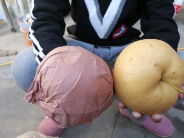 秋月梨，使用虫粪，猪粪，羊粪，鸡粪秸秆等发酵有机肥