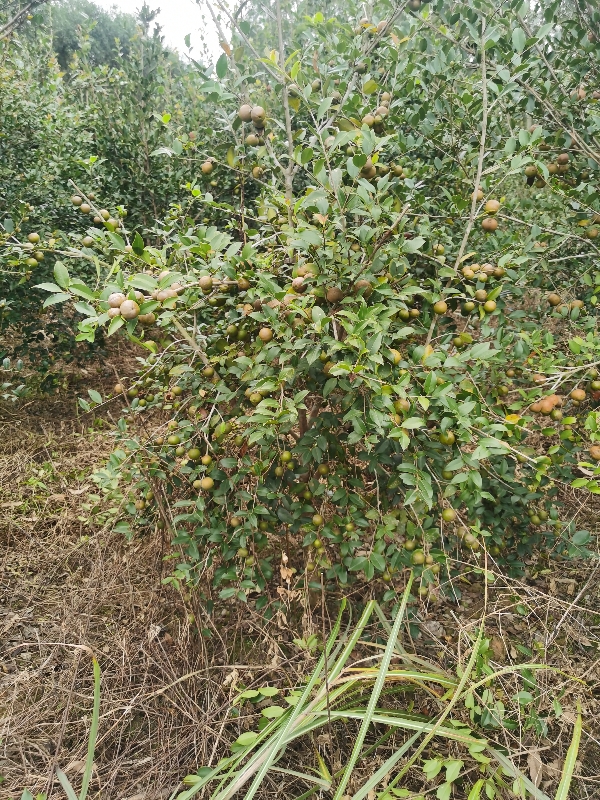 自家自榨茶油，采用冷榨出油，无添加，无污染。