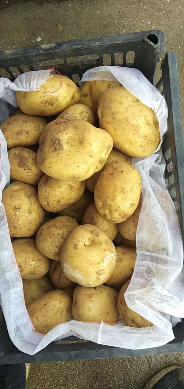 辽宁绥中土豆各类品种大量上市“中暑荷兰希什EV