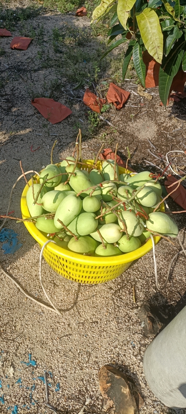 【现货】海南陵水金煌/台农芒果