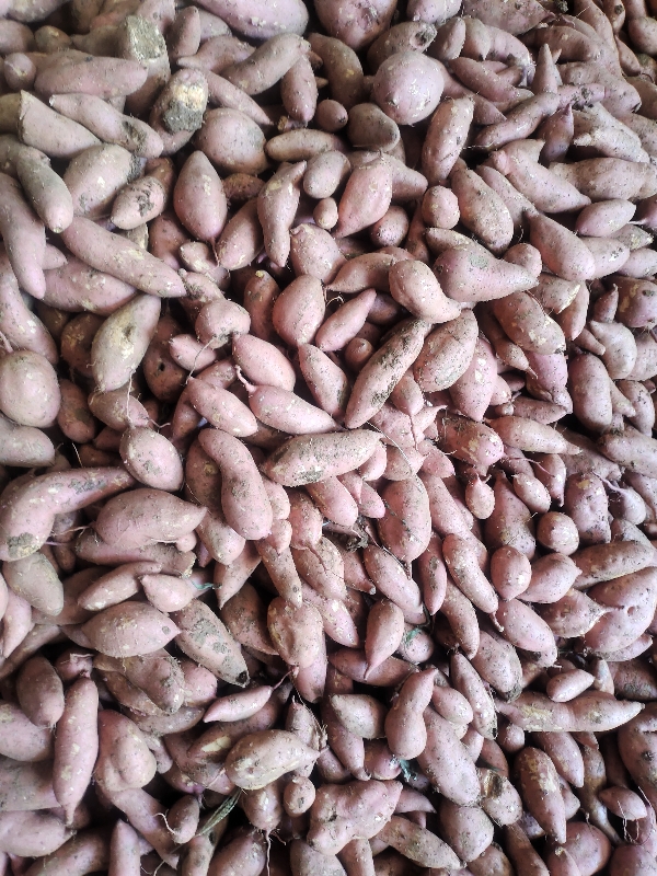 大量供应湖北龙九红薯，西瓜红，紫薯