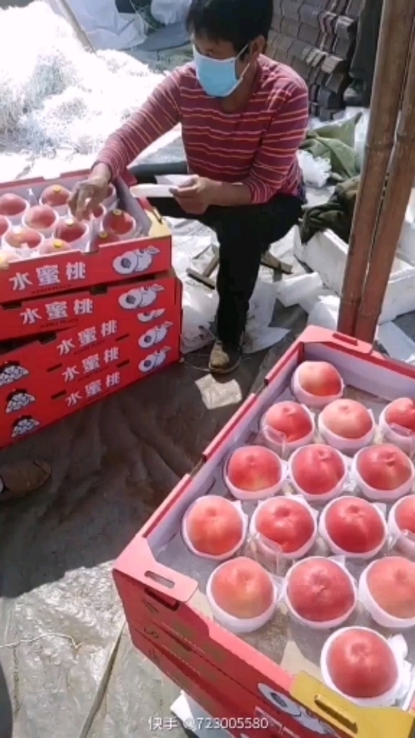乐亭县，冬季温室大棚种植、水蜜桃、毛桃、油桃、桃子