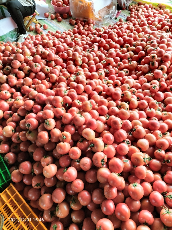 云南硬粉西红柿