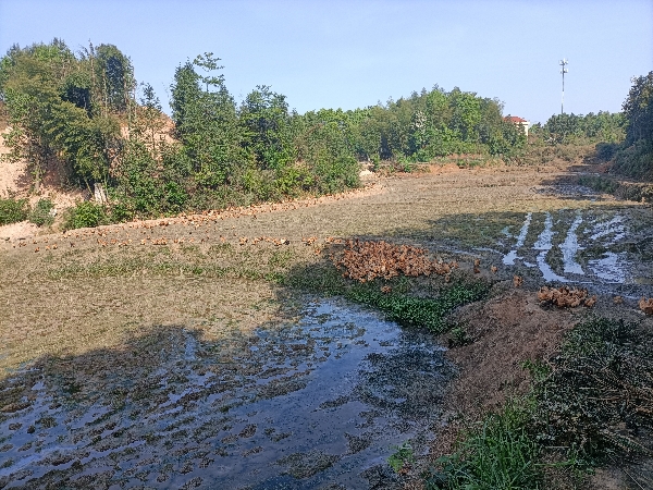 湖南宁乡散养绿壳蛋土鸡