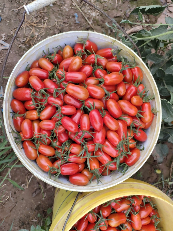 产地供应西红柿   圣女果