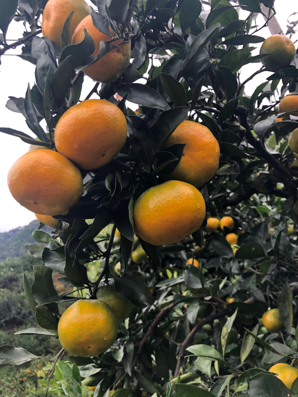 湖北宜昌高山蜜橘