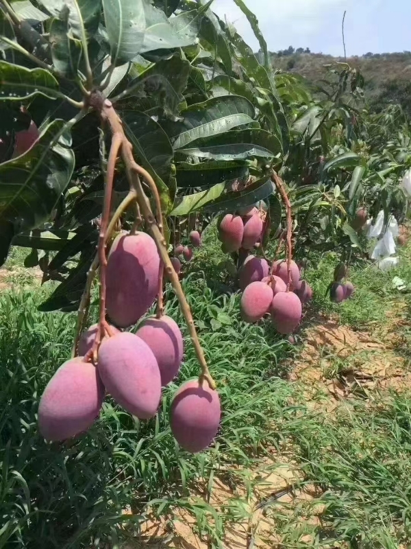 攀枝花小贵妃