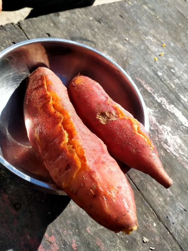 窖藏西瓜红蜜薯