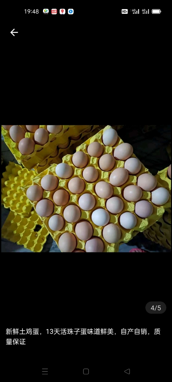 活珠子，土鸡蛋，种蛋，自家鸡场，产地河南商丘，
