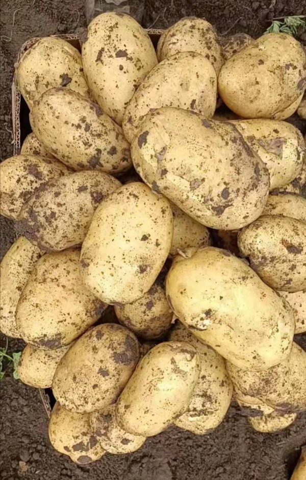 出售大量优质沙土地土豆，尤金各类优质品种