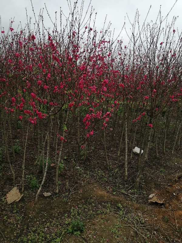 政府征地急处理李苗大果桑等果苗及挑花玉兰花等绿化苗