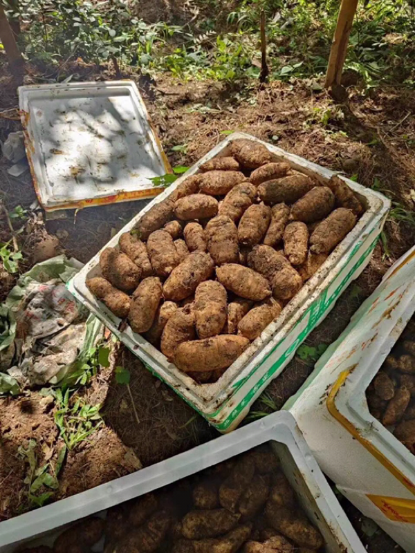 高海拔乌红杂交天麻