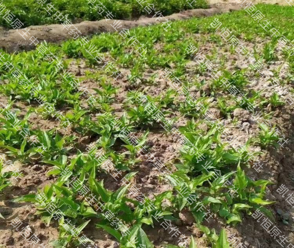 优质热门中药广西，湖北红花，白花百部种子苗