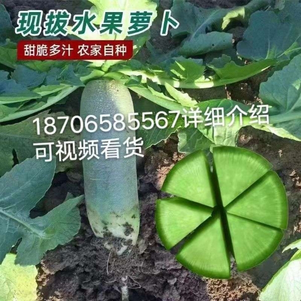 水果萝卜400亩求卖