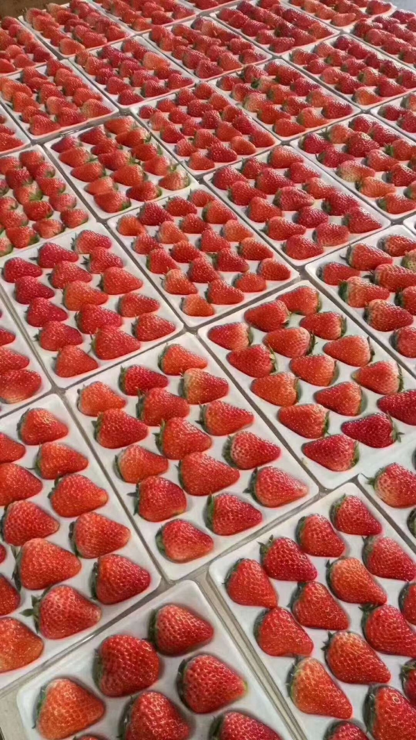 长丰红颜草莓