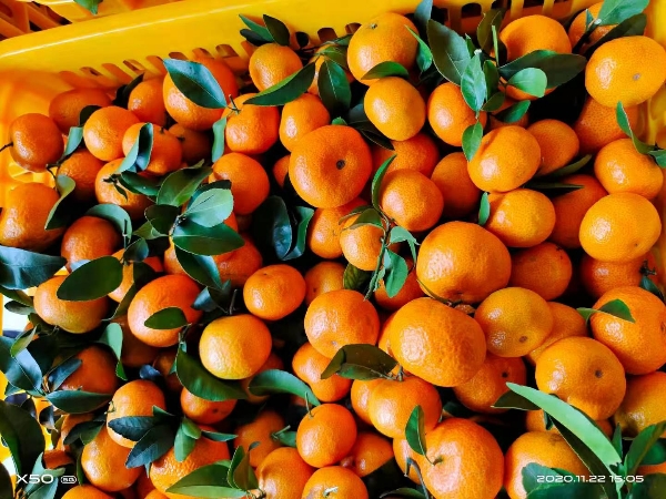 湖北柑橘、桔子、蜜桔，叶桔，椪柑，芦柑大量批发供货