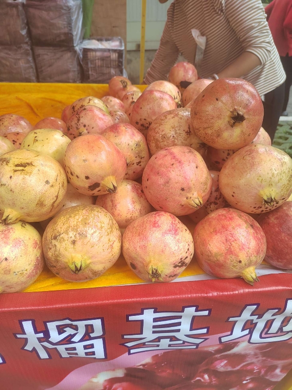 供应石榴,贵州省盘州市