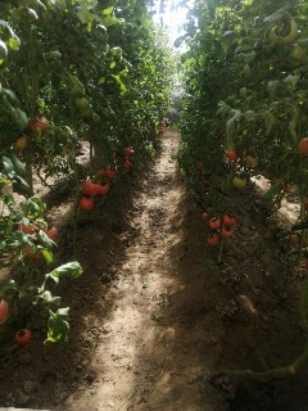 普罗旺斯 绿色无公害 水果西红柿