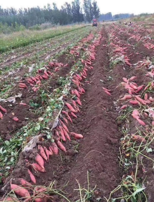 供应农科院脱毒红薯苗中华淀粉王一号，高产高淀粉型。