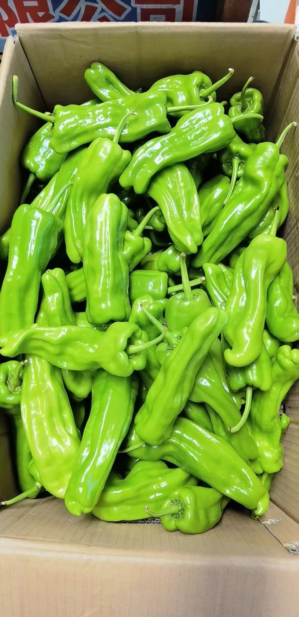 魏希文种植专业合作社各种鲜辣椒大量上市