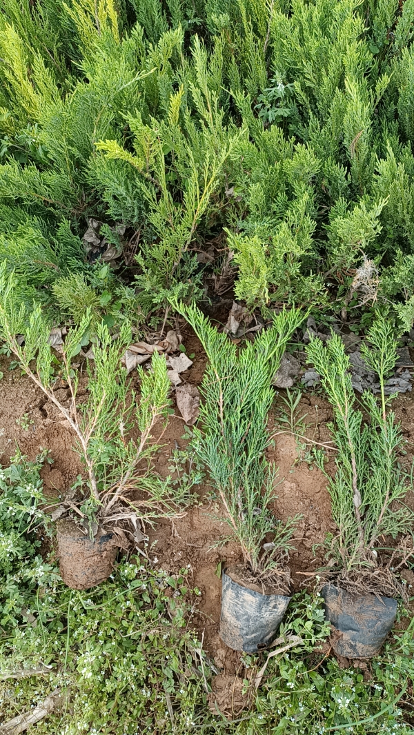 沙地柏 沙地柏 杯苗沙地柏  ！！