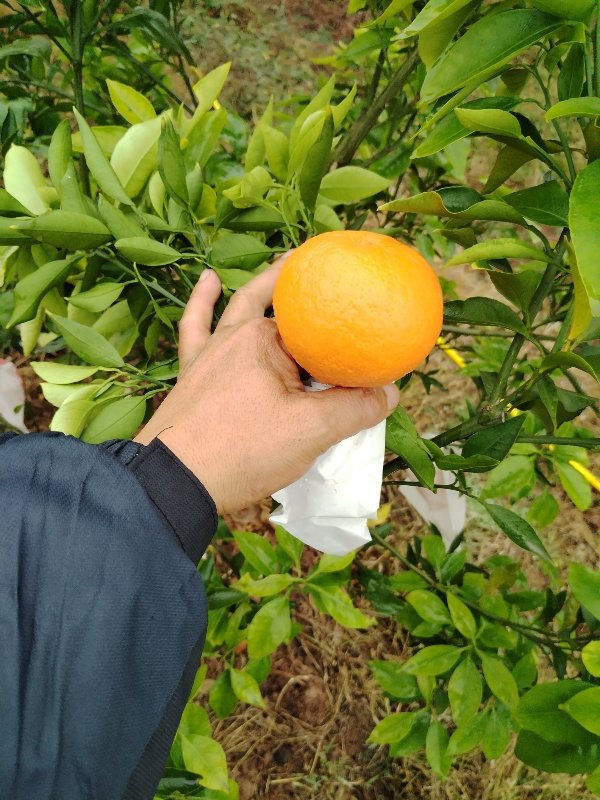四川省，啪啪柑，沃柑，橙子，西瓜，各种水果蔬菜