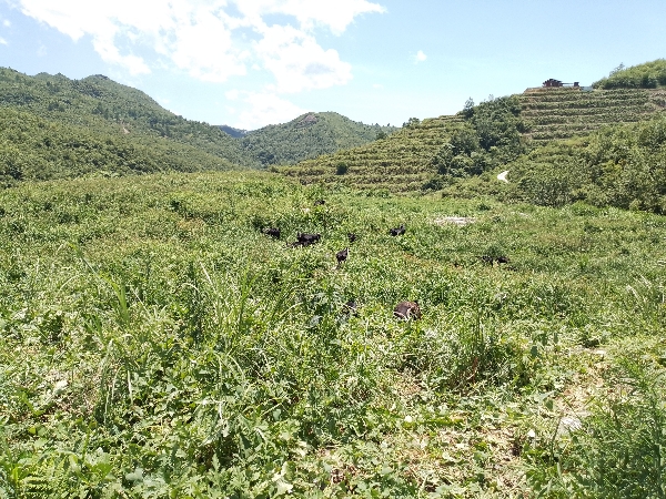 贵州本地小耳朵黑山羊