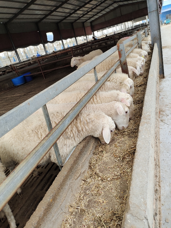 纯种小尾寒羊湖羊种羊头胎孕羊羔羊提供养殖技术