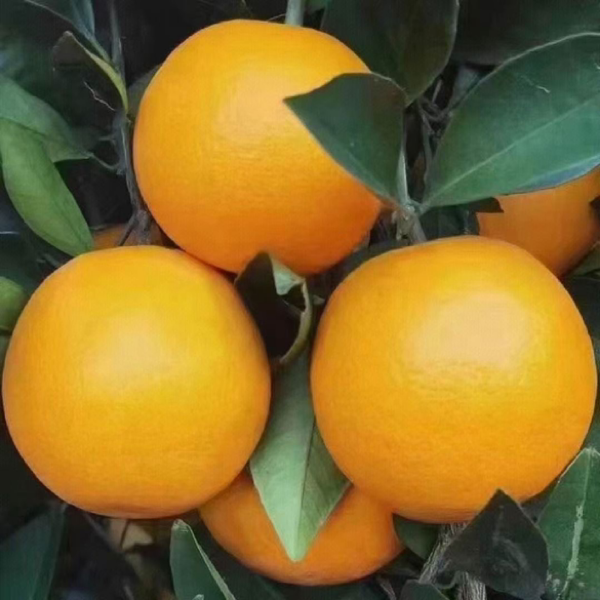 湖南永兴冰糖橙