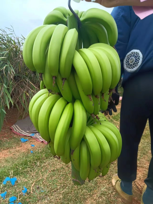 广东徐闻   菠萝香蕉