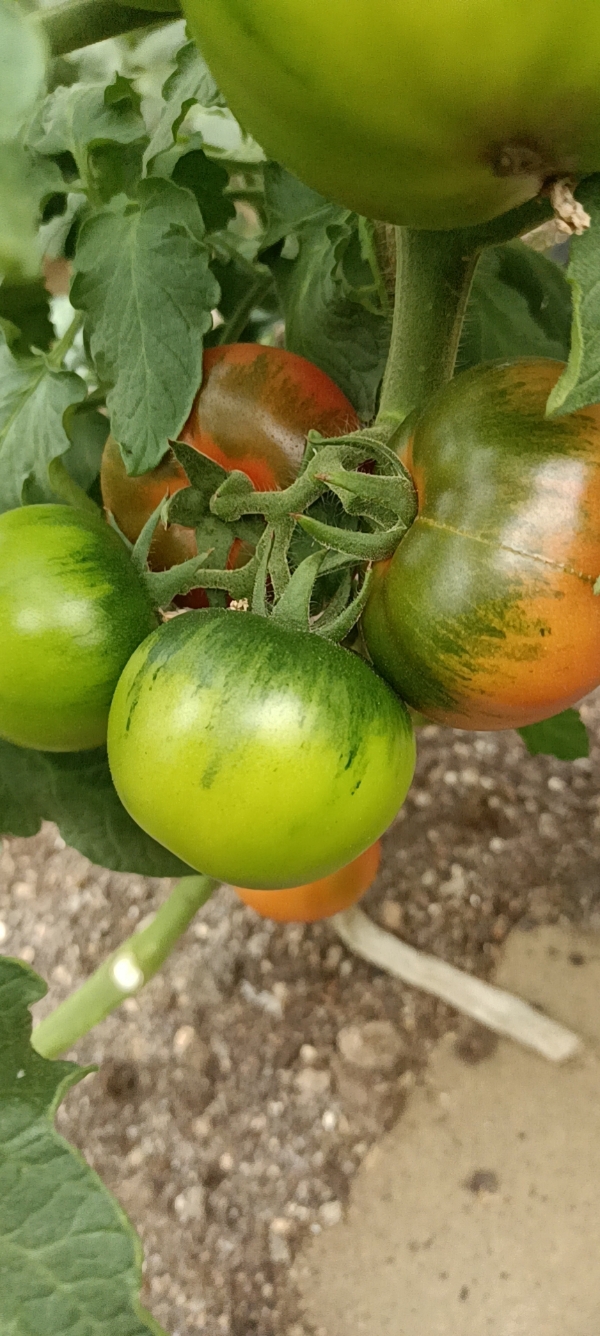 有机生态型无土栽培草莓番茄