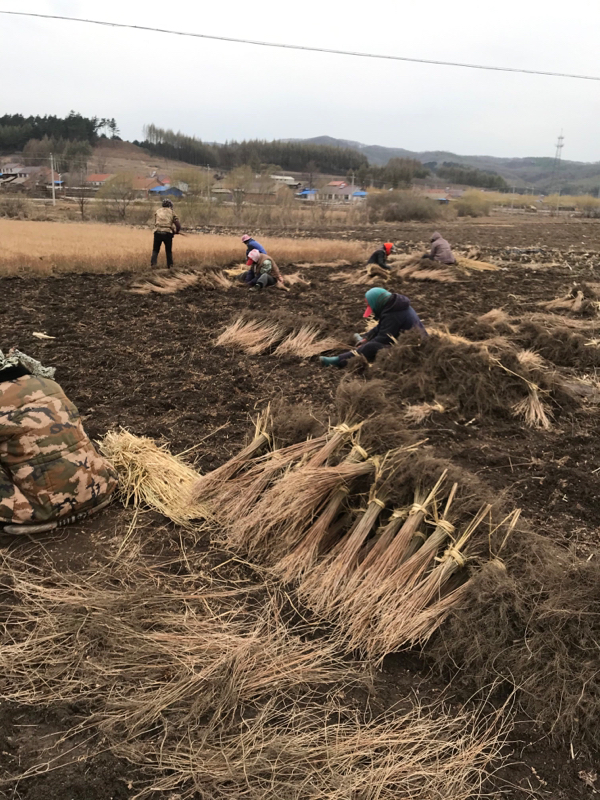 大量出售紫穗槐苗一手货源价格合理