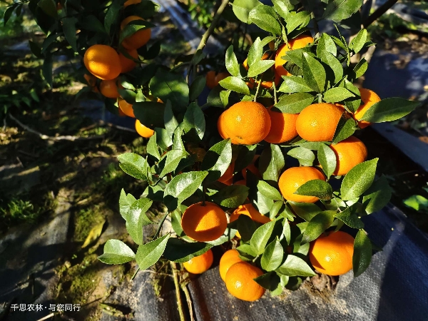 湖南千思农林 爱莎柑橘 杂交柑品种10月份成熟