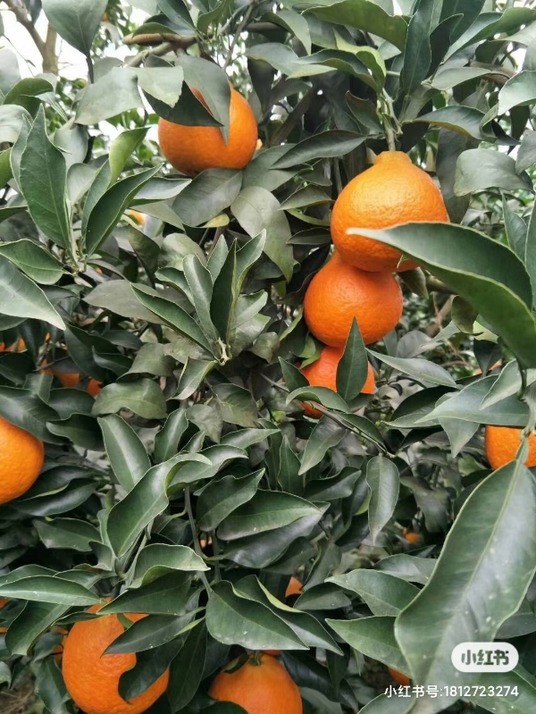 爱媛38果冻橙，自产自销，新鲜采摘发货，包邮到家