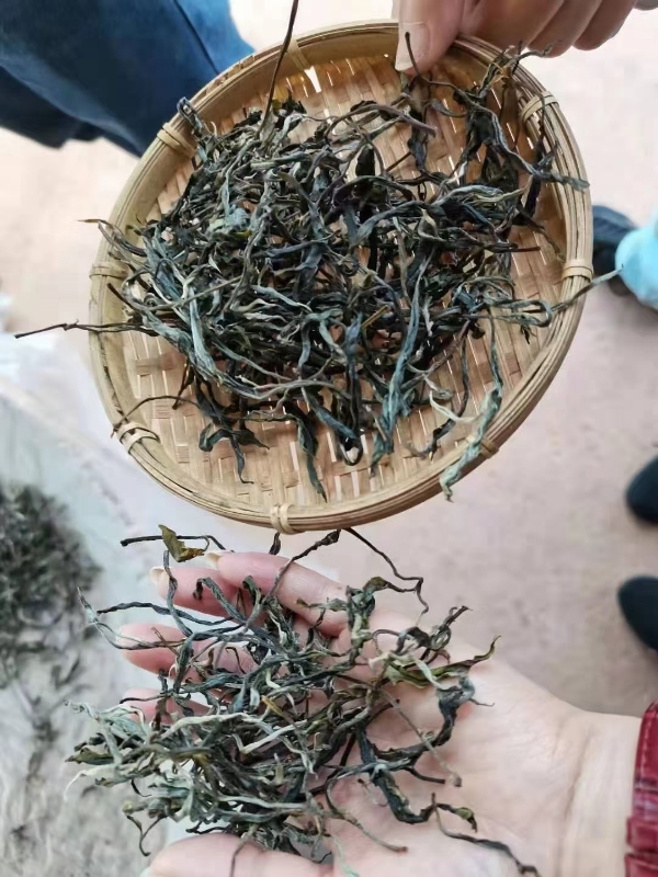 普洱老树茶